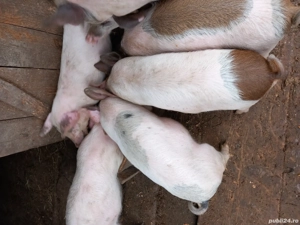 vand purcei  - imagine 3 vand purcei  - imagine 3