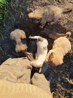 Catei metis ciobanesc mioritic si carpatin