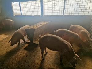 Vând porci - imagine 2