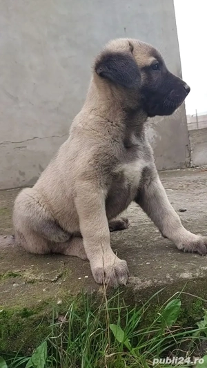 Kangal pui 7 săptămâni 