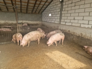 Vând porci - imagine 3