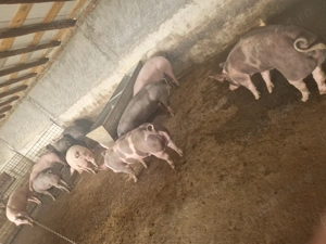 Vând porci - imagine 4