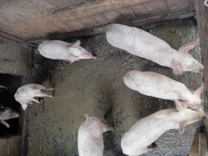 Porci  de vanzare varsta 4 luni greutate 30 de kg  - imagine 2