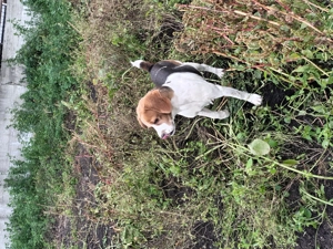 Donez mascul beagle de talie medie