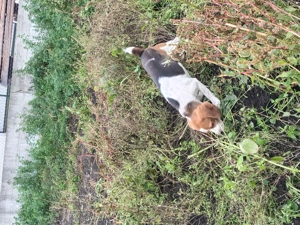 Donez mascul beagle de talie medie - imagine 3