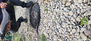 vind roti Q5 - imagine 2