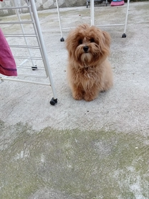 Maltipoo masculi  - imagine 4