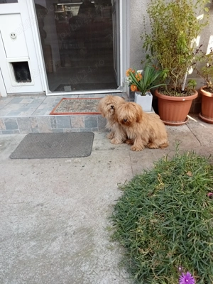 Maltipoo masculi  - imagine 2