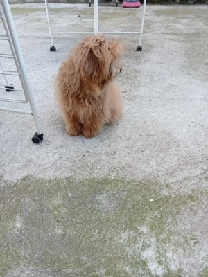 Maltipoo masculi  - imagine 6