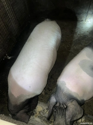 porci de vanzare 