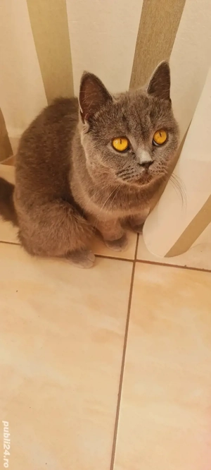 Caut motan din rasa British Shorthair - imagine 2