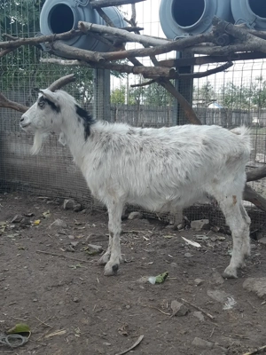 Capre bune, foarte grase !!! - imagine 2