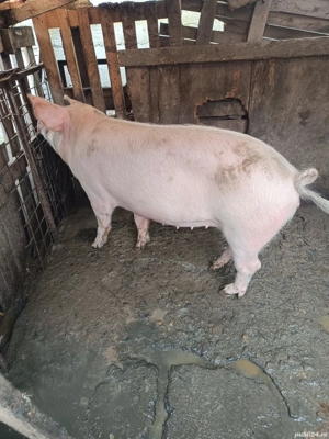 Porc de vânzare  - imagine 2