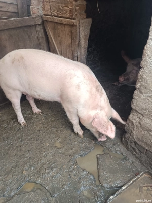 Porc de vânzare  - imagine 3
