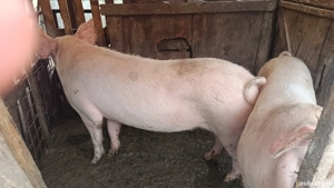 Porc de vânzare  - imagine 4