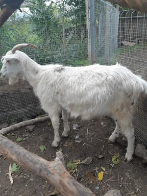 Capre bune, foarte grase !!! - imagine 3