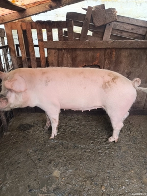 Porc de vânzare  - imagine 5