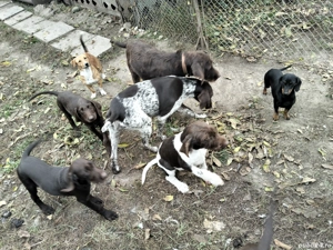 de vânzare câini de vânătoare  - imagine 5