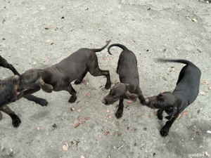 de vânzare câini de vânătoare  - imagine 4