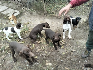 de vânzare câini de vânătoare  - imagine 2