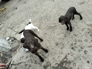 de vânzare câini de vânătoare  - imagine 3