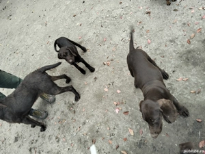 de vânzare câini de vânătoare 