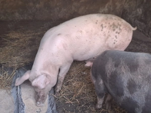 Porci de vanzare pt craciun sau acum