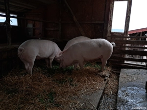 Vând porci rasa Landrace  - imagine 2