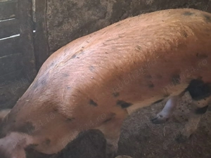 Porci de vanzare pt craciun sau acum - imagine 2