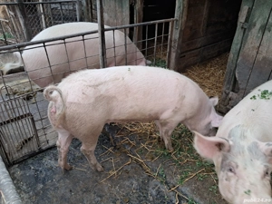 Vând porci rasa Landrace