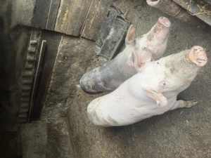 Porci de vanzare pt craciun sau acum - imagine 4