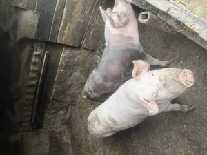 Porci de vanzare pt craciun sau acum - imagine 3