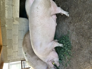 Porci de vânzare  - imagine 2 Porci de vânzare  - imagine 2