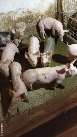 Vand purcei - imagine 2