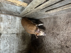 Porci de vanzare pt craciun sau acum - imagine 5