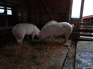Vând porci rasa Landrace  - imagine 4