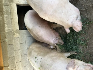 Porci de vânzare 