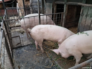 Vând porci rasa Landrace  - imagine 3