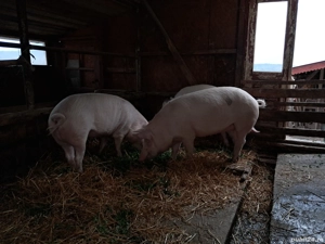 Vând porci rasa Landrace  - imagine 5