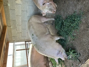 Porci de vânzare  - imagine 3 Porci de vânzare  - imagine 3