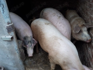 Vând porci pentru sacrificat . - imagine 2
