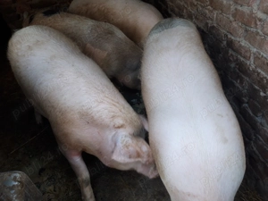 Vând porci pentru sacrificat .