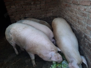 Vând porci pentru sacrificat . - imagine 4