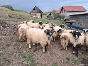 Berbec brez - imagine 2