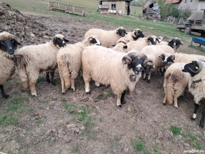 Berbec brez - imagine 3