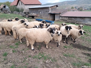 Berbec brez - imagine 4