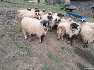 Berbec brez - imagine 5