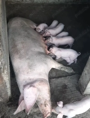 Landrace si marele alb