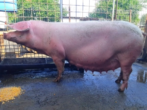 Landrace si marele alb - imagine 3 Landrace si marele alb - imagine 3