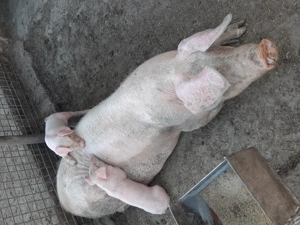 Landrace si marele alb - imagine 2 Landrace si marele alb - imagine 2